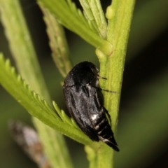 Mordella sp. (genus) at Taylor Offset (TLR) - 12 Jan 2024