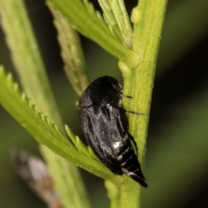Mordella sp. (genus) at Taylor Offset (TLR) - 12 Jan 2024