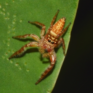 Opisthoncus sp. (genus) at Sheldon, QLD - suppressed