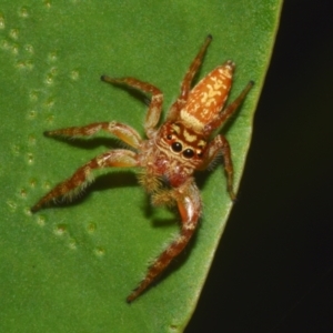 Opisthoncus sp. (genus) at Sheldon, QLD - 12 Jan 2024