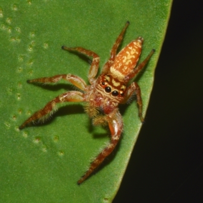 Opisthoncus sp. (genus) (Opisthoncus jumping spider) at Sheldon, QLD - 12 Jan 2024 by PJH123