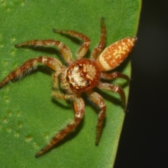 Opisthoncus sp. (genus) at Sheldon, QLD - suppressed