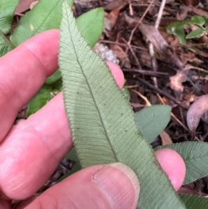 Blechnum wattsii at Barrengarry, NSW - 12 Jan 2024 03:16 PM