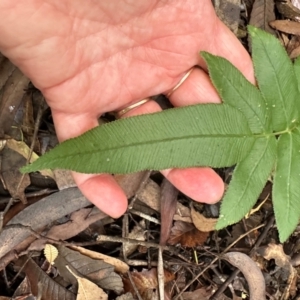 Blechnum wattsii at Barrengarry, NSW - 12 Jan 2024