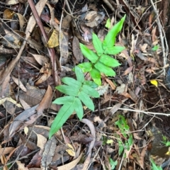 Blechnum wattsii at Barrengarry, NSW - 12 Jan 2024