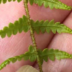 Gleichenia microphylla (Scrambling Coral Fern) at Morton National Park - 12 Jan 2024 by lbradleyKV