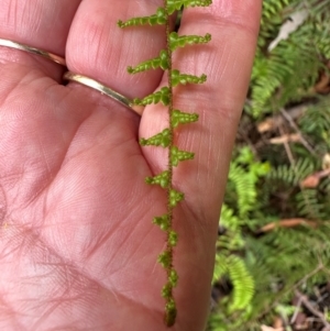 Gleichenia microphylla at Morton National Park - 12 Jan 2024