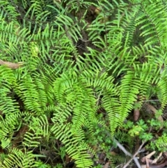 Gleichenia microphylla at Morton National Park - 12 Jan 2024