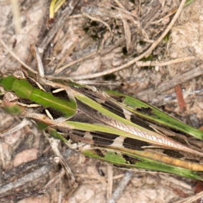 Austroicetes sp. (genus) (A grasshopper) at Taylor Offset (TLR) - 12 Jan 2024 by kasiaaus