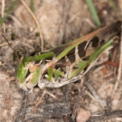 Austroicetes sp. (genus) at Taylor Offset (TLR) - 12 Jan 2024