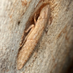 Ledromorpha planirostris at Kambah, ACT - 12 Jan 2024 06:05 PM