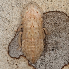 Ledromorpha planirostris at Kambah, ACT - 12 Jan 2024 06:05 PM