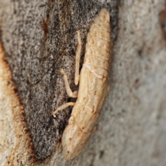 Ledromorpha planirostris at Kambah, ACT - 12 Jan 2024