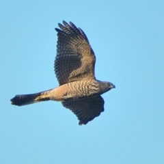 Accipiter fasciatus (Brown Goshawk) at Tahmoor, NSW - 12 Jan 2024 by Freebird