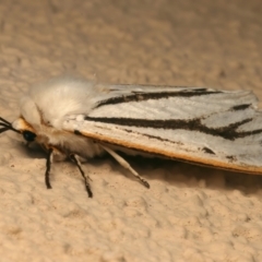 Paramsacta marginata (Donovan's Tiger Moth) at Ainslie, ACT - 10 Jan 2024 by jb2602