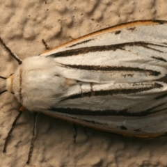 Aloa marginata at Ainslie, ACT - 10 Jan 2024