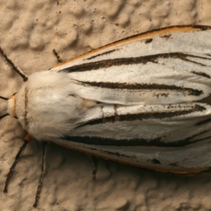 Aloa marginata at Ainslie, ACT - 10 Jan 2024