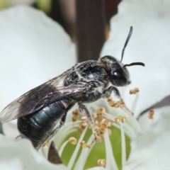 Leioproctus (Leioproctus) plumosus (Colletid bee) at Broulee Moruya Nature Observation Area - 8 Jan 2024 by LisaH