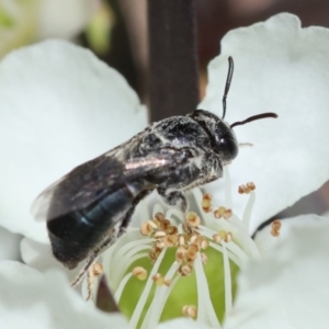 Leioproctus (Leioproctus) plumosus at Moruya, NSW - suppressed