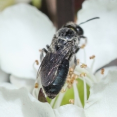 Leioproctus (Leioproctus) plumosus at Moruya, NSW - suppressed