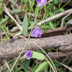 Glycine tabacina (Variable Glycine) at Weetangera, ACT - 10 Jan 2024 by sangio7