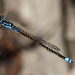 Ischnura heterosticta (Common Bluetail Damselfly) at Broulee Moruya Nature Observation Area - 9 Jan 2024 by LisaH