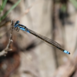 Ischnura heterosticta at Moruya, NSW - suppressed