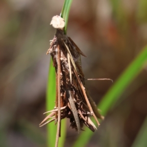 Lomera (genus) at Moruya, NSW - 9 Jan 2024