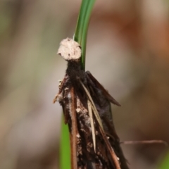 Lomera (genus) at Moruya, NSW - suppressed