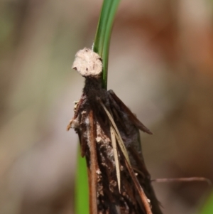 Lomera (genus) at Moruya, NSW - 9 Jan 2024