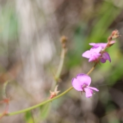 Desmodium rhytidophyllum at Broulee Moruya Nature Observation Area - 9 Jan 2024 by LisaH