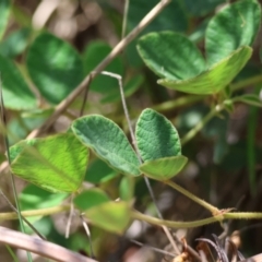 Desmodium rhytidophyllum at Moruya, NSW - 9 Jan 2024