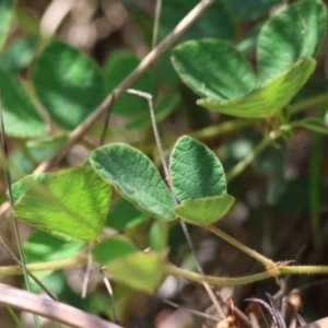 Desmodium rhytidophyllum at Moruya, NSW - suppressed