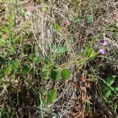 Desmodium rhytidophyllum at Moruya, NSW - suppressed