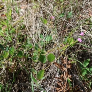 Desmodium rhytidophyllum at Moruya, NSW - 9 Jan 2024