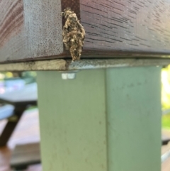 Cebysa leucotelus (Australian Bagmoth) at Curtin, ACT - 10 Jan 2024 by iancurtin