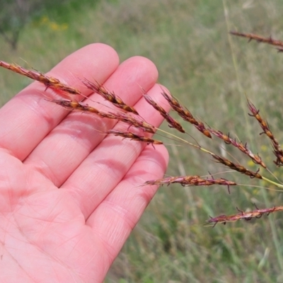 Sorghum leiocladum (Wild Sorghum) at Weetangera, ACT - 10 Jan 2024 by sangio7