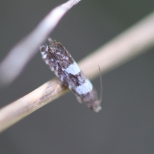 Glyphipterix chrysoplanetis at Red Hill to Yarralumla Creek - 12 Jan 2024