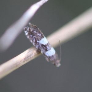 Glyphipterix chrysoplanetis at Red Hill to Yarralumla Creek - 12 Jan 2024 04:58 PM