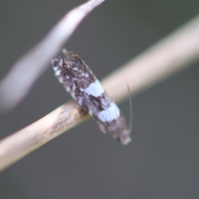 Glyphipterix chrysoplanetis (A Sedge Moth) at Hughes Grassy Woodland - 12 Jan 2024 by LisaH