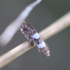 Glyphipterix chrysoplanetis at Red Hill to Yarralumla Creek - 12 Jan 2024