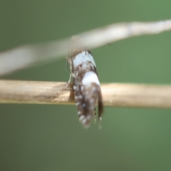 Glyphipterix chrysoplanetis at Red Hill to Yarralumla Creek - 12 Jan 2024