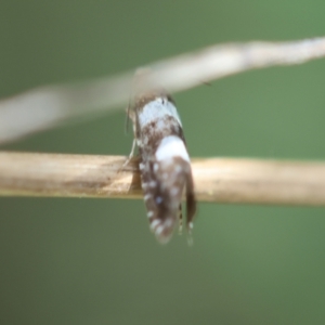 Glyphipterix chrysoplanetis at Red Hill to Yarralumla Creek - 12 Jan 2024