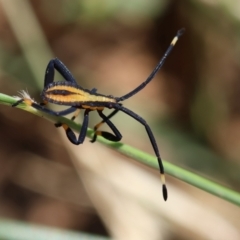 Amorbus sp. (genus) (Eucalyptus Tip bug) at Hughes, ACT - 12 Jan 2024 by LisaH