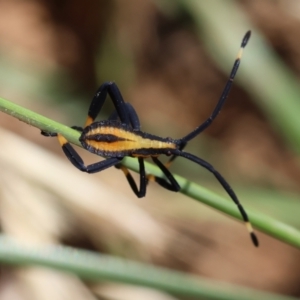 Amorbus sp. (genus) at Hughes Grassy Woodland - 12 Jan 2024