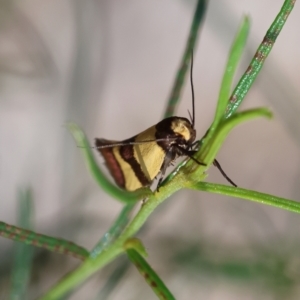 Chrysonoma fascialis at Red Hill Nature Reserve - 12 Jan 2024