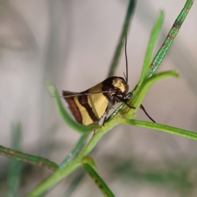 Chrysonoma fascialis (A Concealer moth (Wingia group) at Red Hill Nature Reserve - 12 Jan 2024 by LisaH