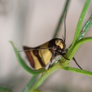 Chrysonoma fascialis at Red Hill Nature Reserve - 12 Jan 2024