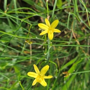 Tricoryne elatior at The Pinnacle - 11 Jan 2024