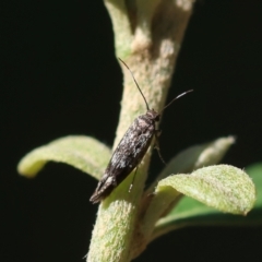 Eretmocera coracopis (A Scythrid moth : Scythrididae) at Red Hill Nature Reserve - 12 Jan 2024 by LisaH